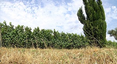 Franquevaux : l’enherbement des vignes a la cote dans le Gard