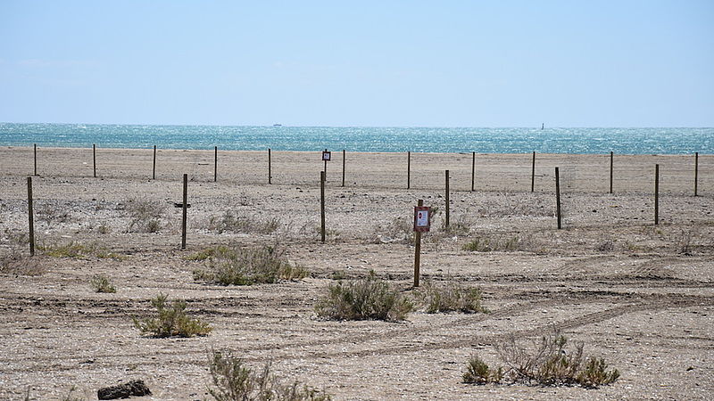 Gruissan Protéger La Colonie De Sternes Naines Sur La