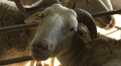 Ovinpiades : Un concours pour découvrir le métier d'éleveur de brebis