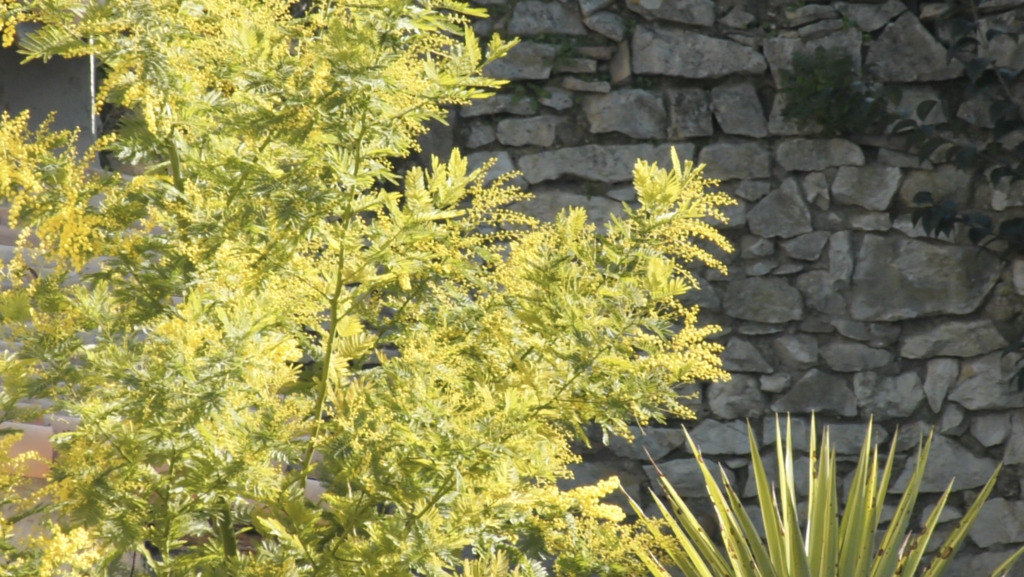 Alerte rouge aux pollens en Occitanie : Vigilance aux allergies !