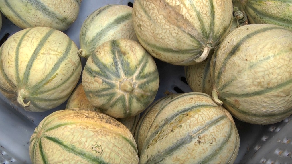 Table ouverte : Les distributions de fruits et légumes gratuits se poursuivent