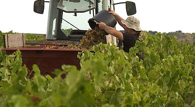 Vendanges 2024 : Moins de raisins mais une saison sauvée pour le vin nature