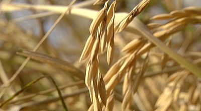 Du riz de Camargue cultivé dans les vallées sénégalaises