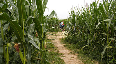 Insolite : Un champ de maïs transformé en labyrinthe géant à Castelmaurou