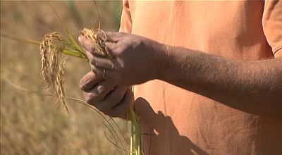 Agriculture : l'utilisation du glyphosate, l'herbicide le plus utilisé au monde, fait débat