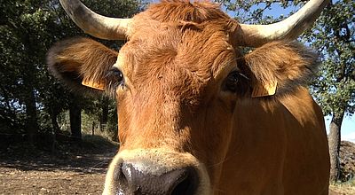 Abattoir d'Alès : Nouveau sursis et lancement  d'un appel à reprise