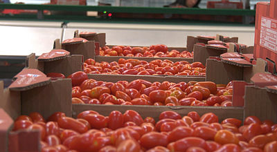 Les agriculteurs en colère contre l'importation des tomates marocaines