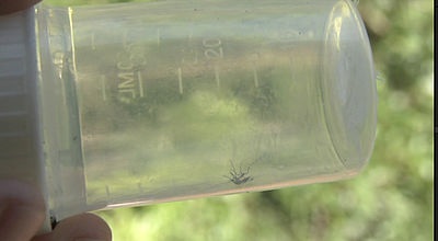 video | Dans l'Hérault, le projet Restalboc fait la chasse aux moustiques tigres