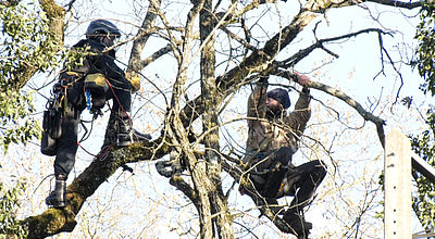 video | ZAD A69 : Des grimpeurs délogent les opposants perchés dans les arbres