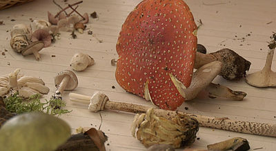 Haute-Garonne : les champignons se font désirer