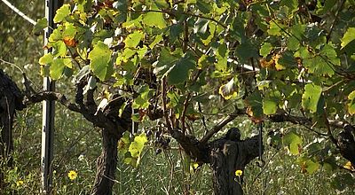 Prime à l'arrachage : Un crève-coeur pour les viticulteurs