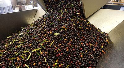 Des olives de son jardin transformées en huile maison au Domaine de l’Oulivie