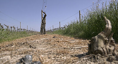 Sécheresse : Les vignobles saturés en sel