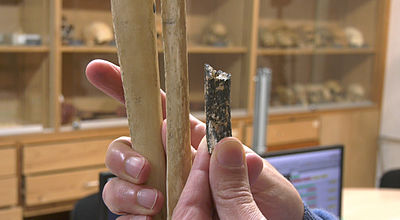 Un bout de péroné vieux de 450 000 ans identifié à Tautavel