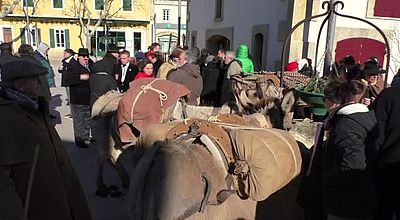 Lenga d'Oc : Le pastrage à Saint Martin de Crau