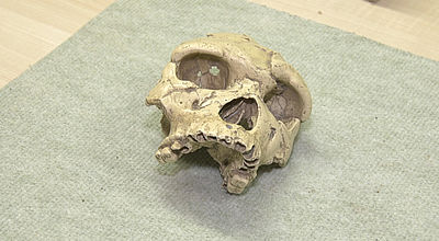 Insolite : Les 50 ans de la découverte du crâne de l'Homme de Tautavel