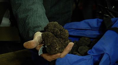 Uzès : Quand la truffe noire doit montrer patte blanche pour accéder au marché