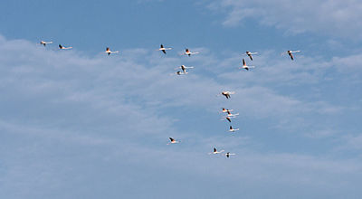 Migration : Les oiseaux font un arrêt en Camargue avant de partir vers le sud