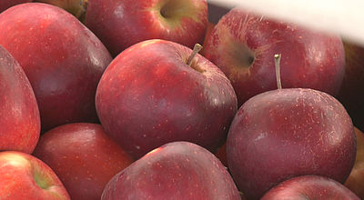 Fruits d'automne : Faible production de pommes dans le Conflent