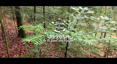 Les vertus de la forêt des Vosges
