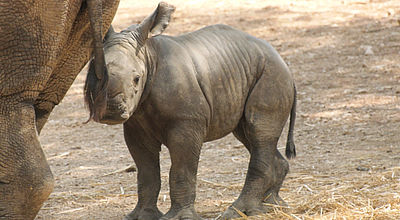 Dans les coulisses de la conservation d'espèces en danger d'extinction