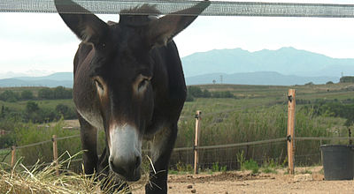 Épisode 3 : El Burro, le mythique âne catalan est en voie de disparition