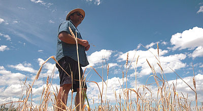 Sécheresse : La récolte des céréales et de foin compromise