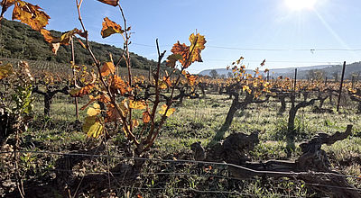 Roquenégade : Un engagement passionné pour une viticulture respectueuse de la nature