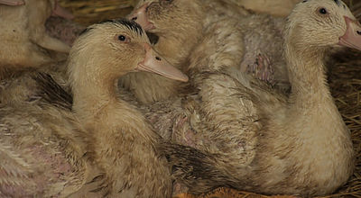 Grippe aviaire : Un vide sanitaire en expérimentation dans dix communes gersoises