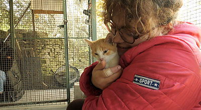 Des personnes en situation de handicap s'occupent des chats de la SPA