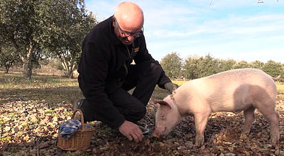 Saison de la truffe : Le cavage avec cochon, une tradition ancestrale