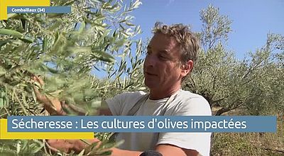 Sécheresse : les cultures d'olives impactées dans l'Hérault
