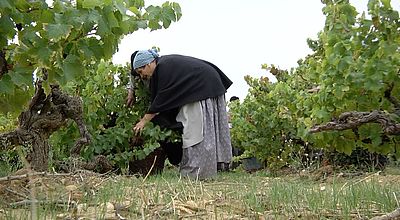 Chusclan : Les Vendanges de l’Histoire narrent le patrimoine viticole des Côtes-du-rhône du Gard rhodanien