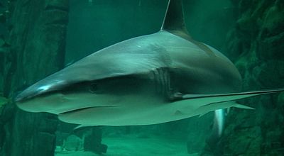 Institut Marin du Seaquarium : Un nouveau bassin sensibilise aux Aires Marines Protégées