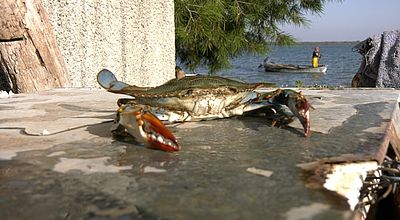 L' Attila des lagunes : Le crabe bleu sème la terreur sur l'étang de l'Or