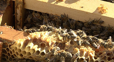 2021 : Année noire pour l'apiculture