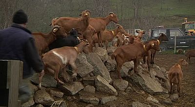 Les chèvres catalanes des Albères, espèce en voie de disparition