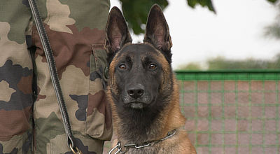 Lot : Immersion au centre de formation d'élite des chiens de la gendarmerie