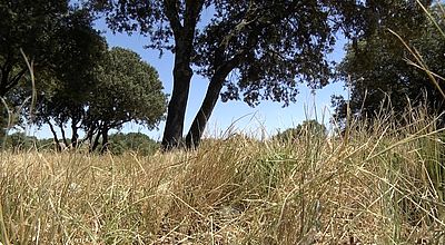 Feu de forêt : Comment débroussailler sa propriété ?