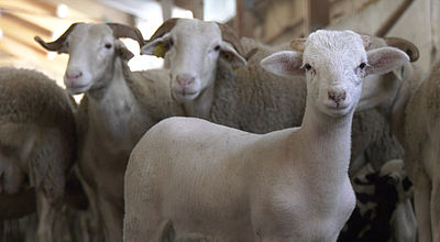 Les éleveurs veulent valoriser l'agneau des Pyrénées