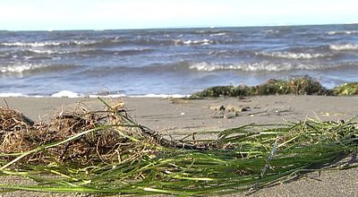 Tempête : Une plante marine envahit les plages du littoral gardois