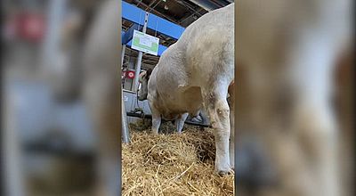 video | L'élevage de la vache gasconne audoise à l'honneur au salon de l'agriculture