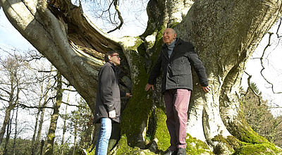 Tarn : Un hêtre multi-centenaire élu arbre préféré des Français