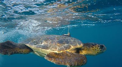 Le CESTMed, au secours des tortues marines en Méditerranée