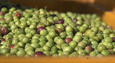 Pyrénées-Orientales : Une récolte d’olives prématurée
