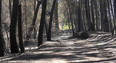 Cévennes : Le feu sous contrôle mais pas encore fixé a ravagé 650 hectares