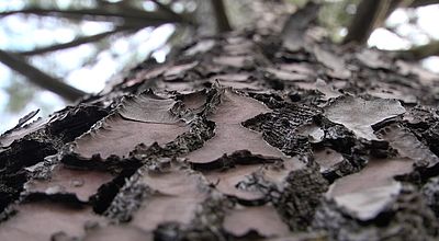 ONF : Les gardes forestiers pansent la "forêt mosaïque" de demain