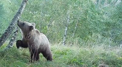 Chasseur attaqué par une ourse : Une information judiciaire ouverte à Foix