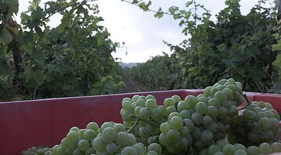 Vendanges : Une prévision de récolte moyenne pour l'Occitanie