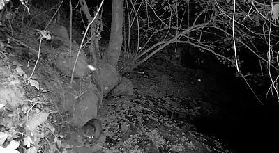 Un raton laveur découvert pour la première fois dans le Parc National des Cévennes